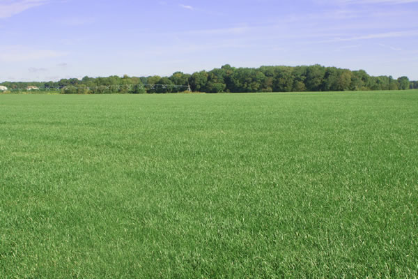 Reed's Sod Farm